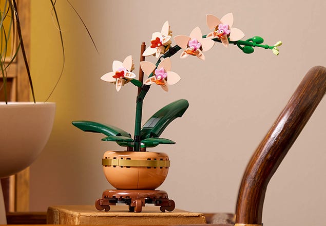 Mini Orchid