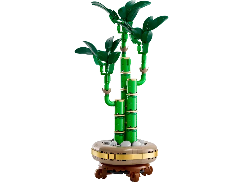 Lucky Bamboo