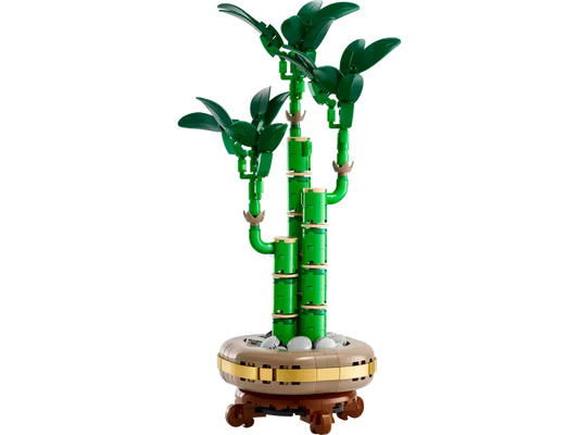 Lucky Bamboo