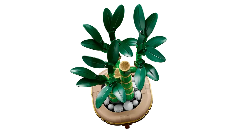 Lucky Bamboo
