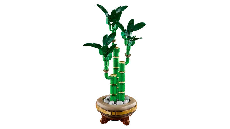 Lucky Bamboo