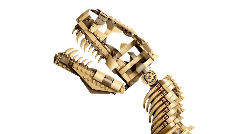 Dinosaur Fossils: Tyrannosaurus rex